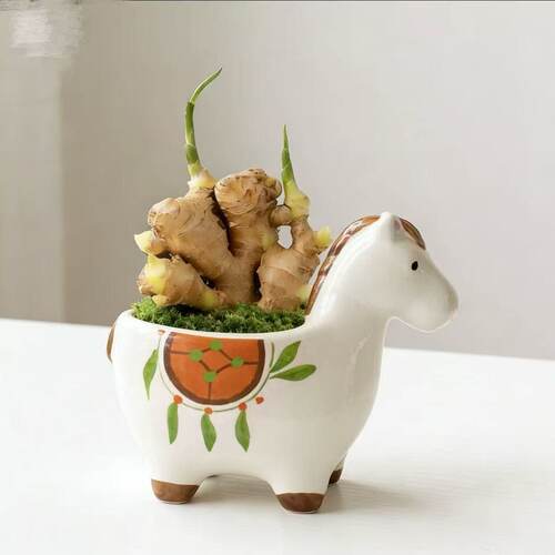 禄根生姜福禄双全盆栽可水培土好养办公室绿植耐热耐高温落地新品