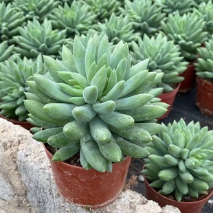 千佛手老桩超大玉珠莲千佛手8cm 仙人掌及多肉植物盆栽花卉