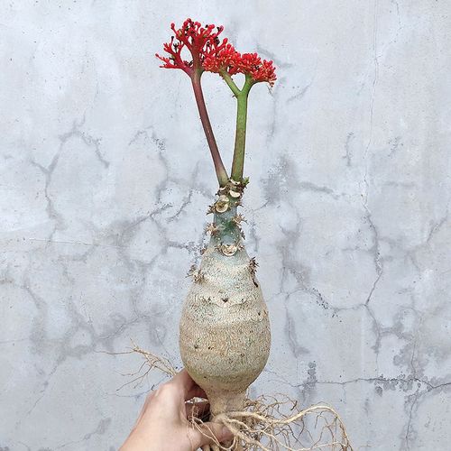 四季佛肚海棠开花不断净