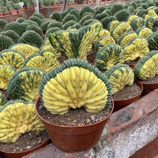 多闻柱锦缀化仙人球自然颜色黄绿各半多肉植物室内阳台防辐射盆栽