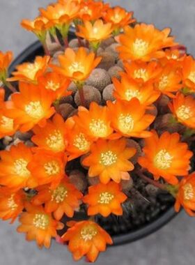 自根橙宝山开花橙色趣味趴刺不扎手仙人掌多肉办公室防辐射盆栽