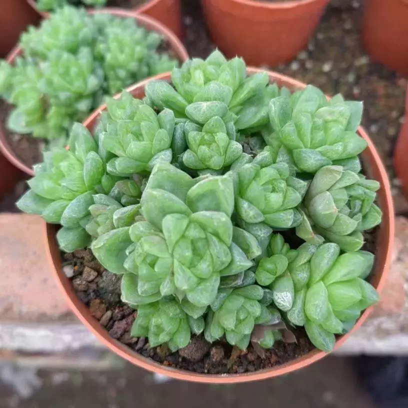 群生玉露系列雪花玉露姬寿姬玉露多肉植物玉扇十二卷属玉露万象