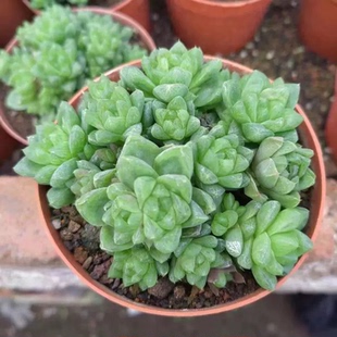 群生玉露系列雪花玉露姬寿姬玉露多肉植物玉扇十二卷属玉露万象