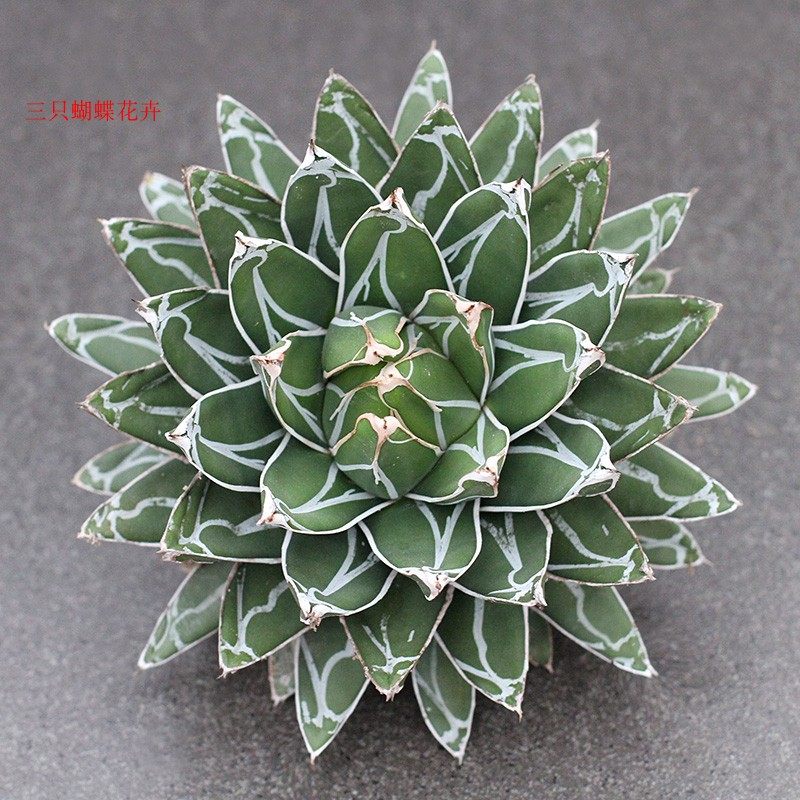 龙舌兰科世之雪 吉祥冠锦 龙雷 白中斑多肉植物沙生夏型种防辐射