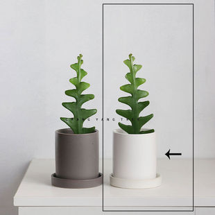 网红鱼骨令箭昙花多肉绿植ins套餐盆栽办公室防辐射桌面四季好养