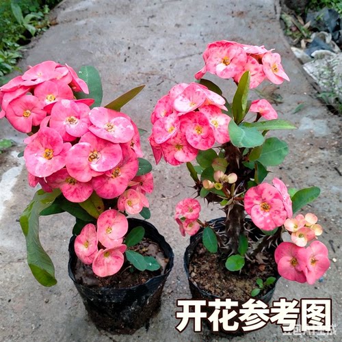 大花大叶虎刺梅桃红色四季开花盆栽室内外鲜花植物铁海棠庭院绿植