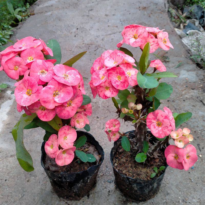 大花大叶虎刺梅桃红色四季开花盆栽室内外鲜花植物铁海棠庭院绿植