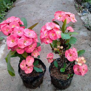 大花大叶虎刺梅桃红色四季开花盆栽室内外鲜花植物铁海棠庭院绿植