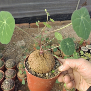 山乌龟爬藤金不换红藤血藤盆栽水培土培办公室阳台招财植物防辐射