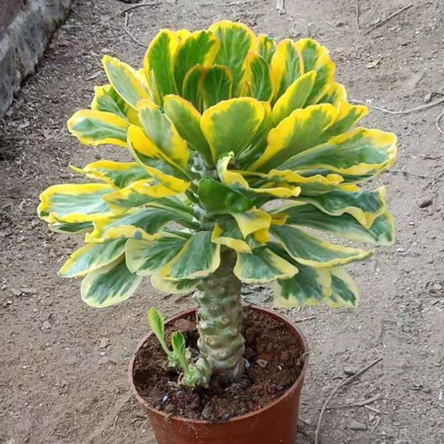 贝信麒麟扇贝锦多肉植物大戟科