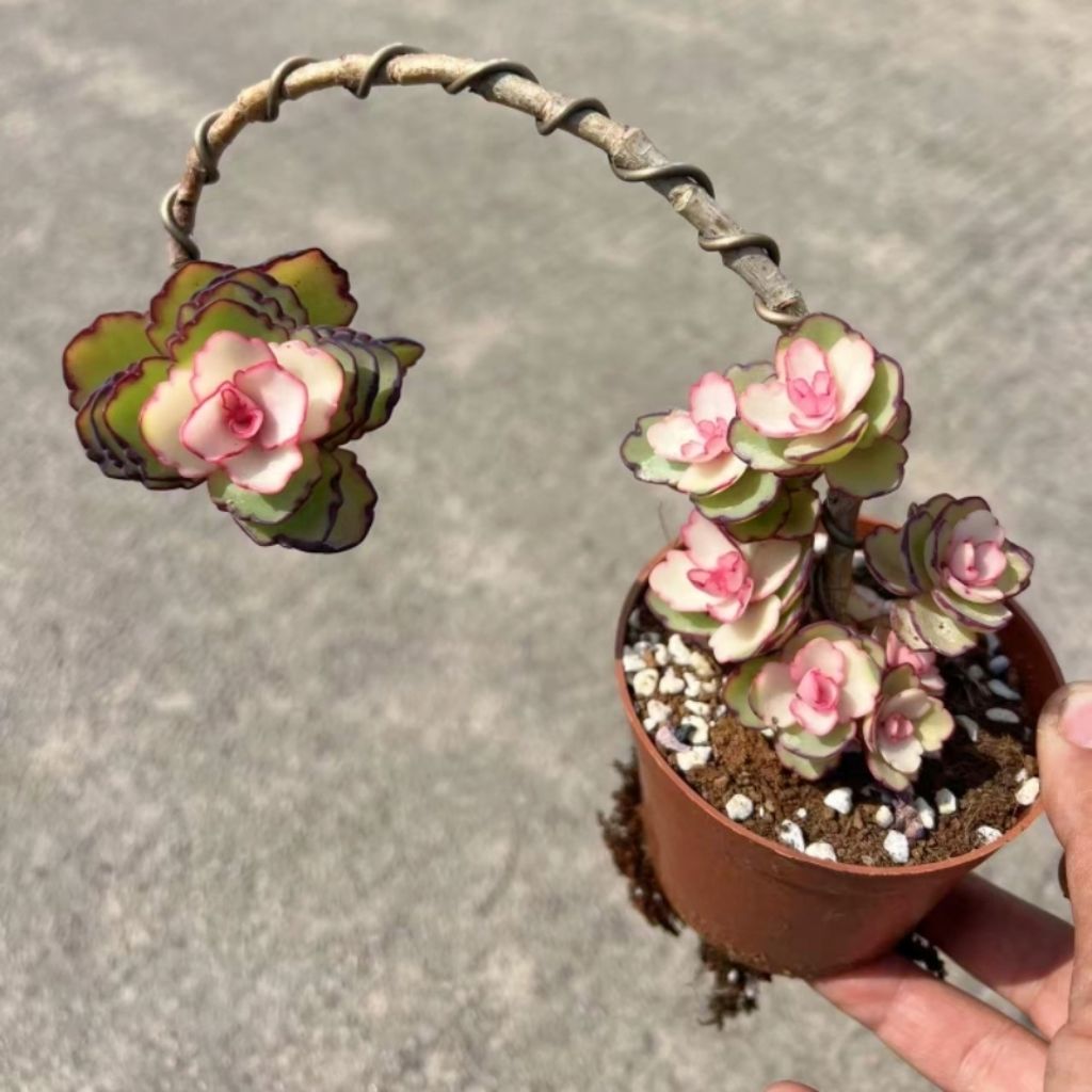 锦绣牡丹造型多肉植物木质老桩居家防辐射绿植盆栽新手好养活盆栽
