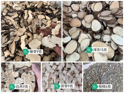 五苓散粉健脾祛湿利水渗湿舌苔白厚水肿除湿气   原料磨粉