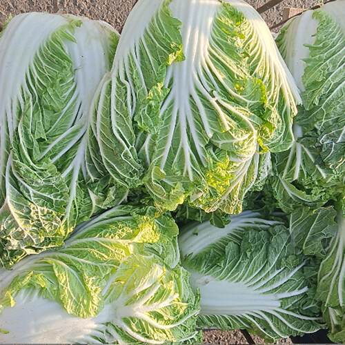 东北黑龙江大白菜黄心秋季冬储大白菜新鲜蔬菜白菜