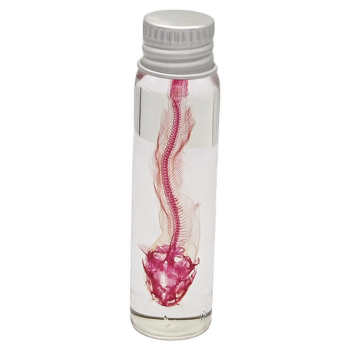 透明胡子鲶鱼标本铝盖玻璃罐科普陈列生物课收藏伴手礼
