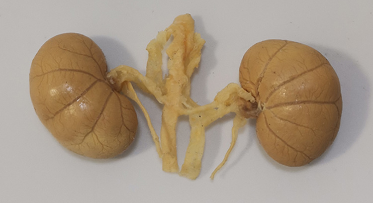 猫双肾实物标本让宠物医生技能更上一层楼，教学交流更顺畅