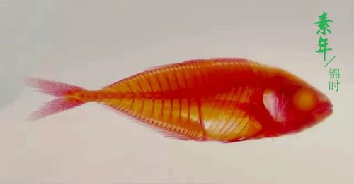 透明黄金鲹骨骼染色标本科普陈列实验室教学