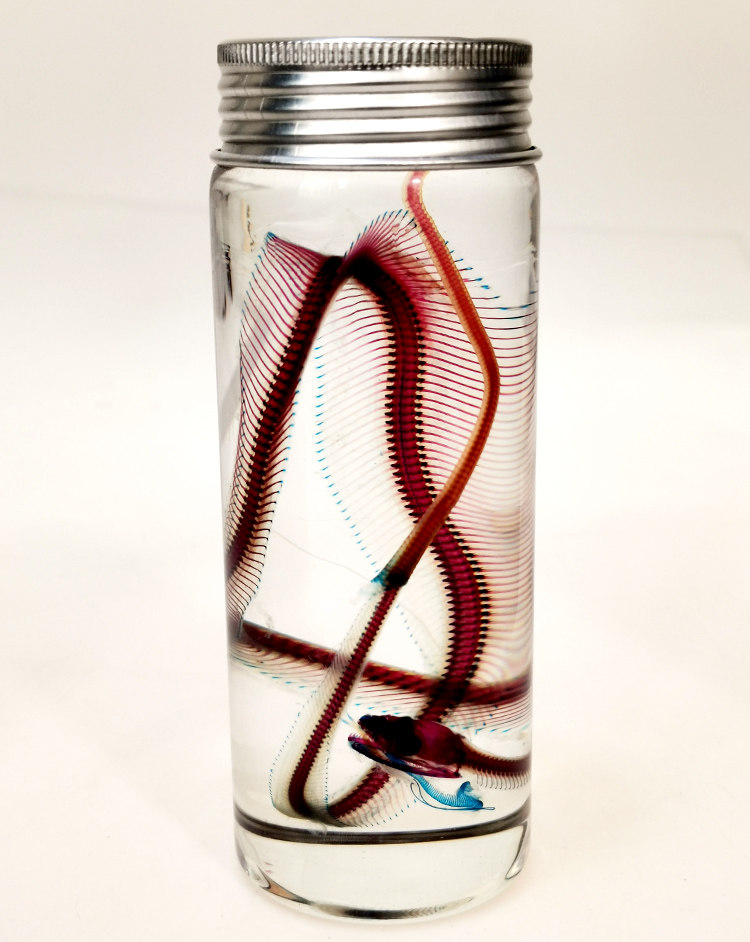 蛇透明骨骼标本