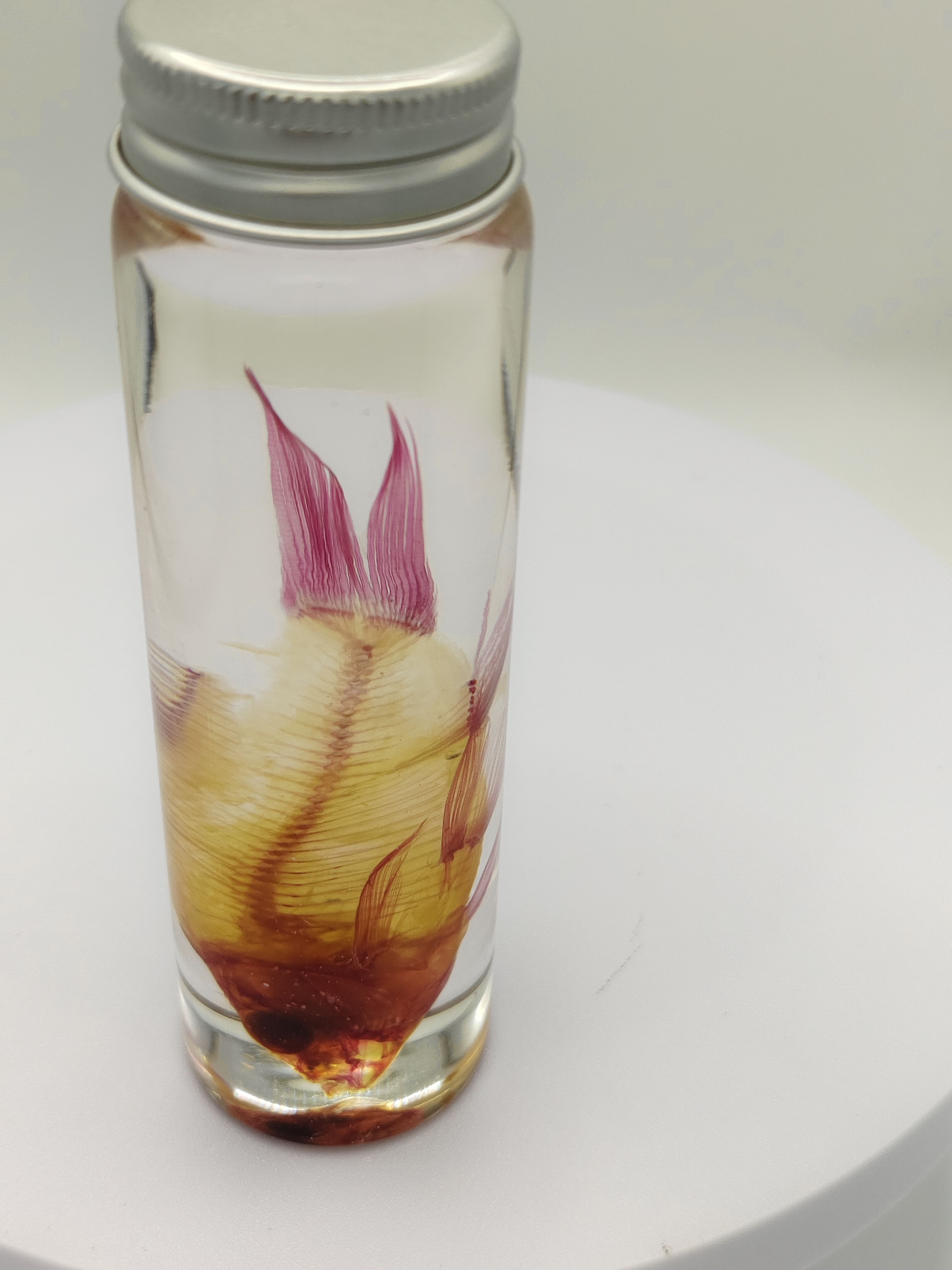 锦鲤透明标本时尚个性创意节日礼物家居摆件收藏优质天然装饰