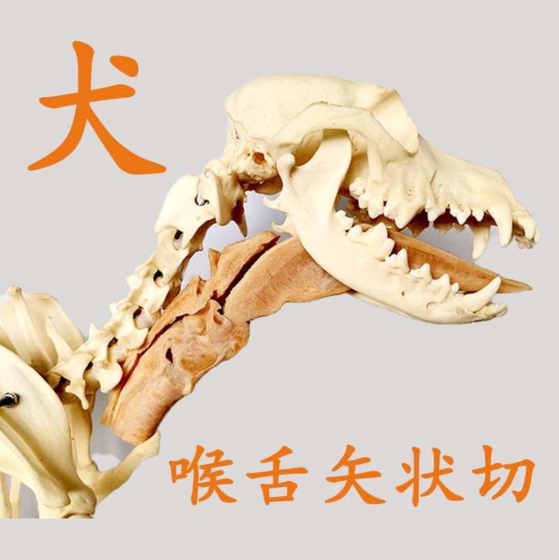 时尚世界小屋塑化标本犬喉舌矢状切狗舌头工艺品医学道具教学模型