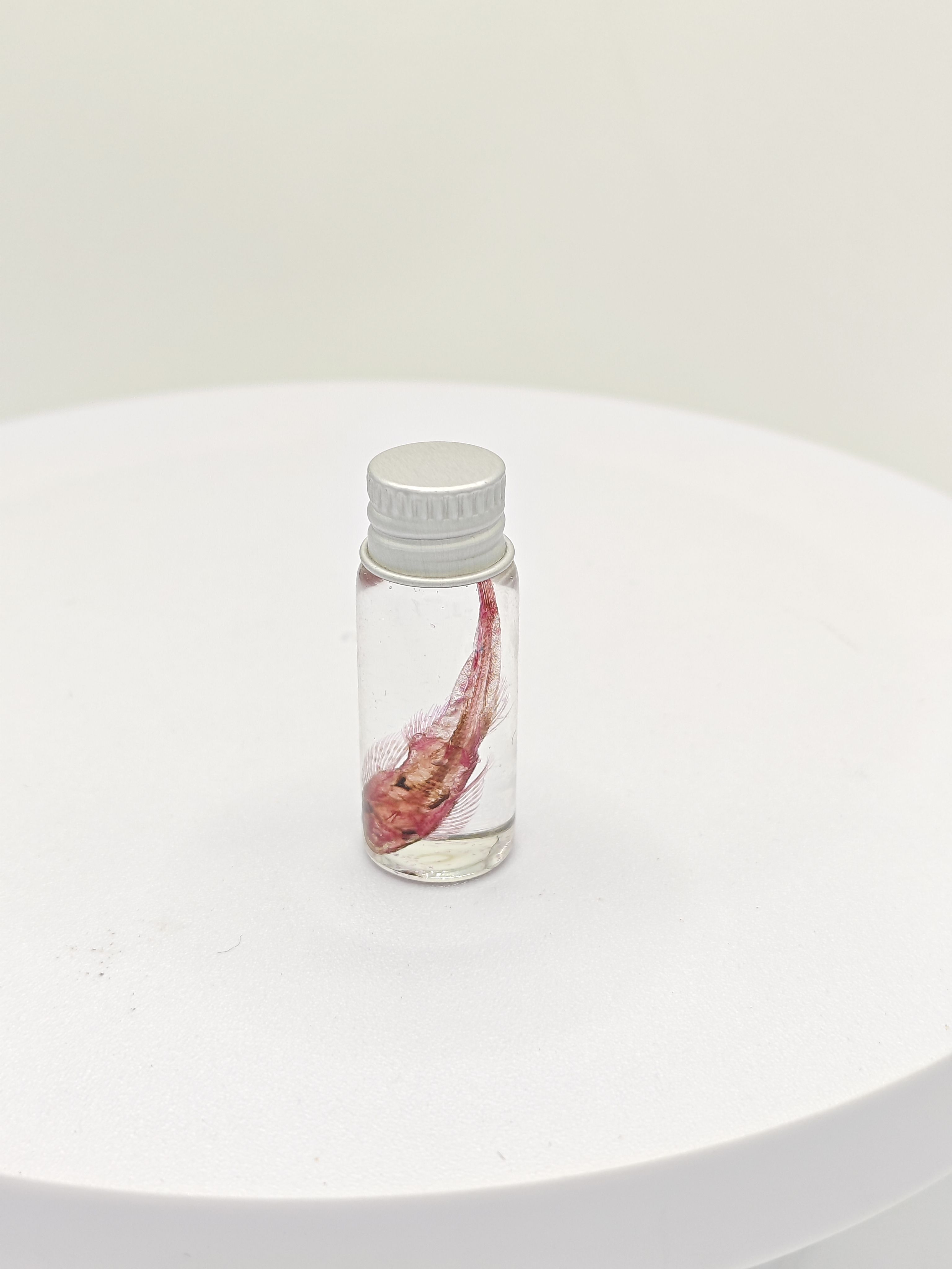 透明瓶装琵琶鱼骨骼染色标本科普陈列生物课办公室摆件海洋探索