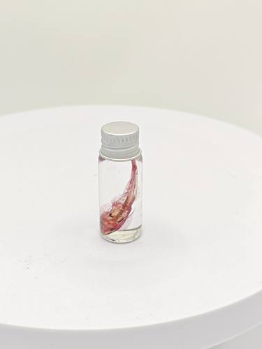 透明瓶装琵琶鱼骨骼染色标本科普陈列生物课办公室摆件海洋探索