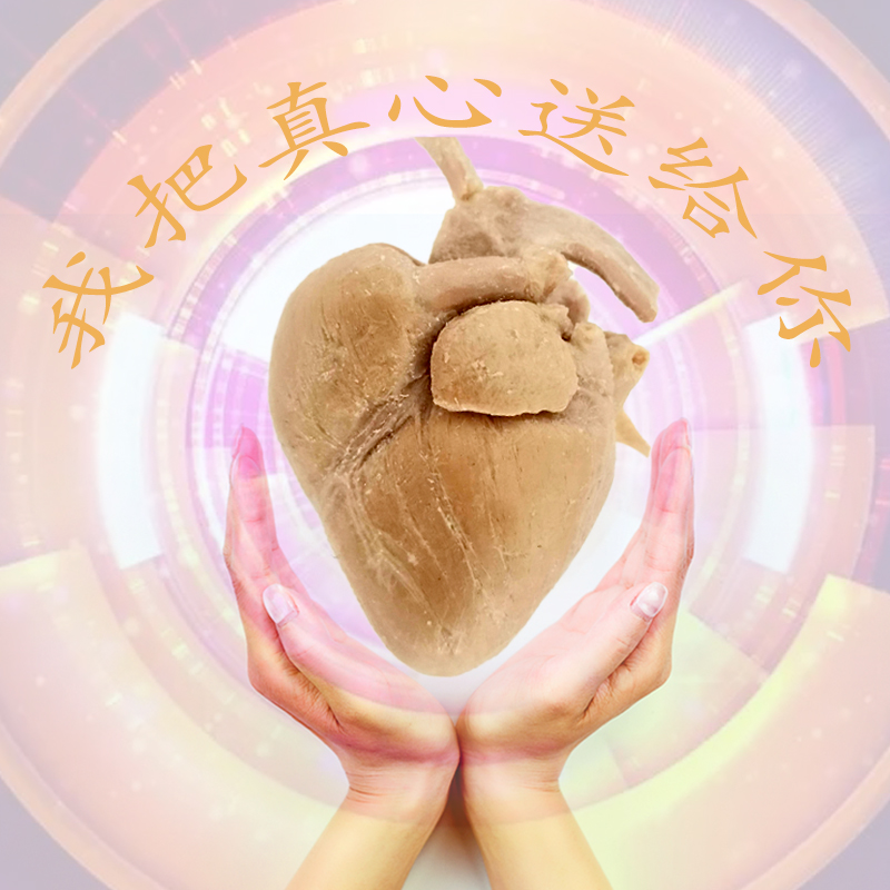 真实心脏塑化标本特别精致