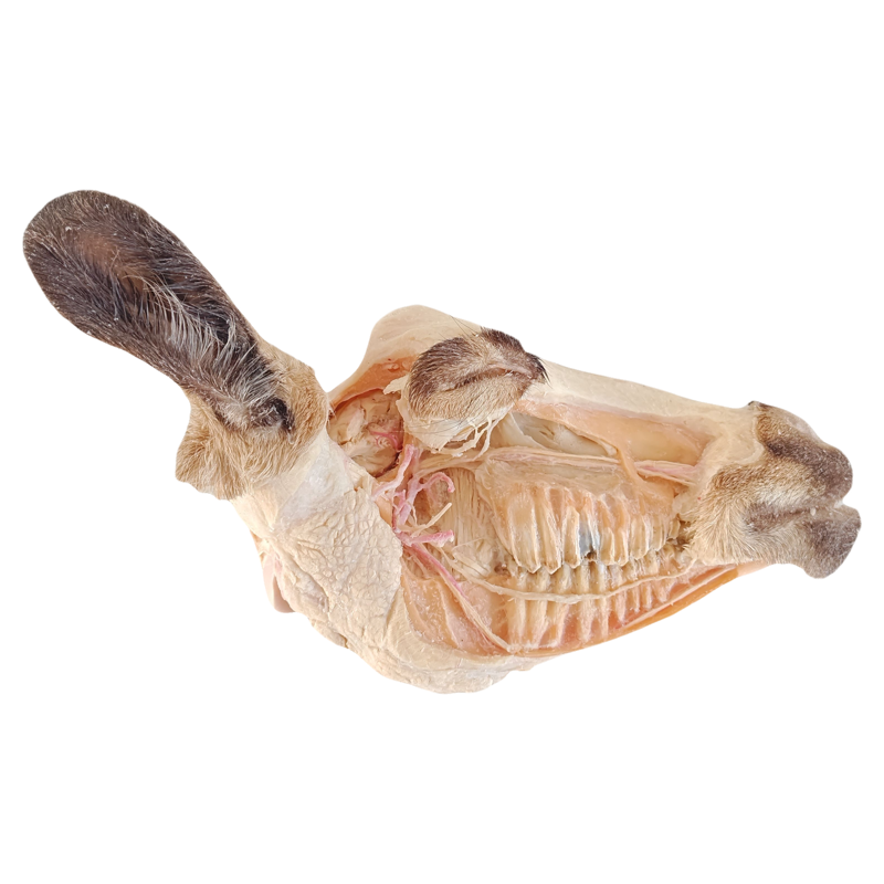 羊头部深层解剖塑化标本动医教学标本科普陈列生物课实验室教具