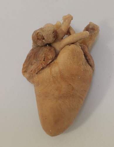 火鸡心脏畜牧兽医宠物健康医学技能提高教学沟通收藏摆件