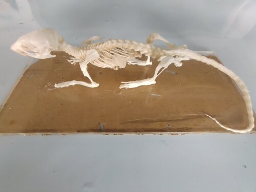 大鼠骨骼标本、教学标本、宠物医疗摆件、个人爱好收藏