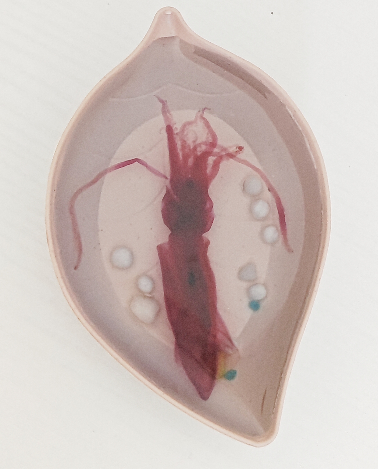 透明手工包埋枪乌贼现代琥珀科普陈列生物课实验室教学居家装饰