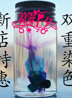 亏本清仓透明金鱼骨骼双染色性价比高创意标本类装饰画观赏摆件