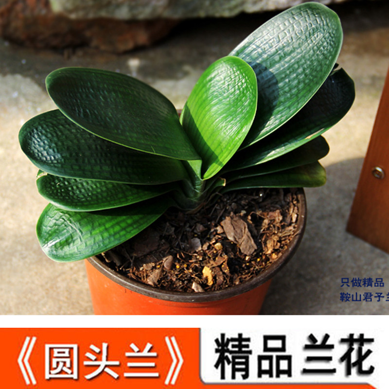 精品君子兰盆栽小圆叶花苗室内绿植办公室四季花卉开花不断好养活在类目 鲜花速递/花卉仿真/绿植园艺, 花卉/绿植盆栽（新）, 花卉中 - 来自Buy2taobao.com提供专业的淘宝代购服务