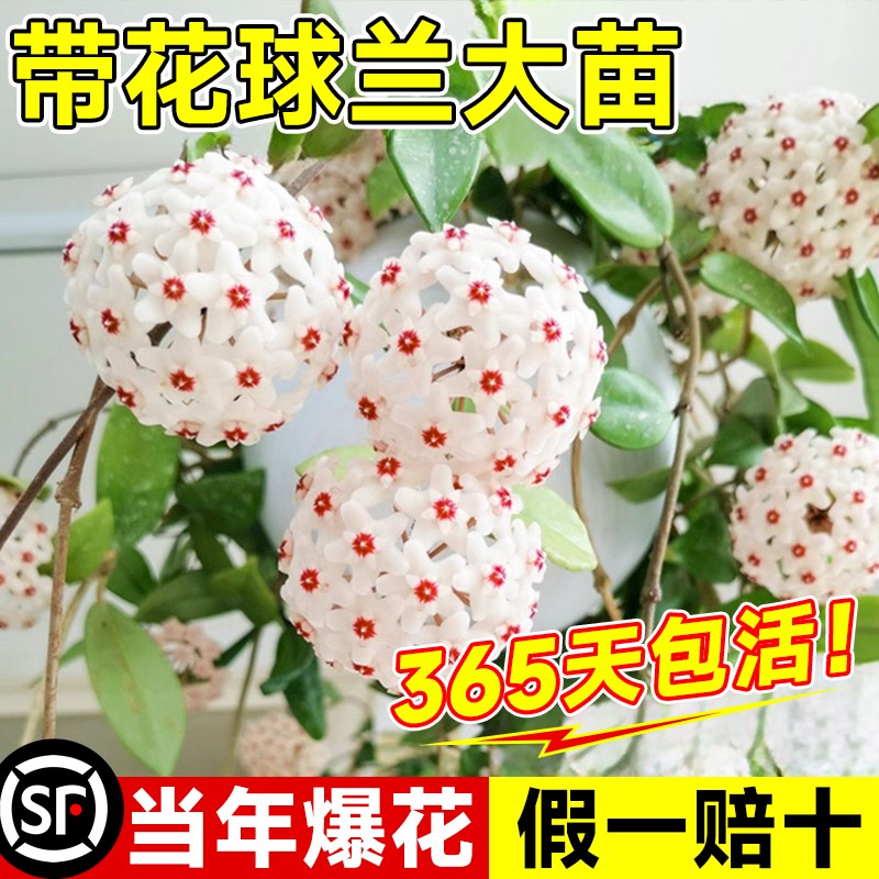 速发球兰带花大苗羊脂玉藤兰花盆栽贝拉卷心叶攀援爬球植物四季开