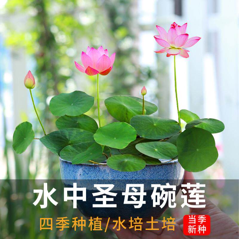 速发四季播种碗莲已开口水培植物睡植荷花室内分在绿莲花卉