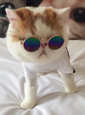 宠物猫眼镜猫咪墨镜复古