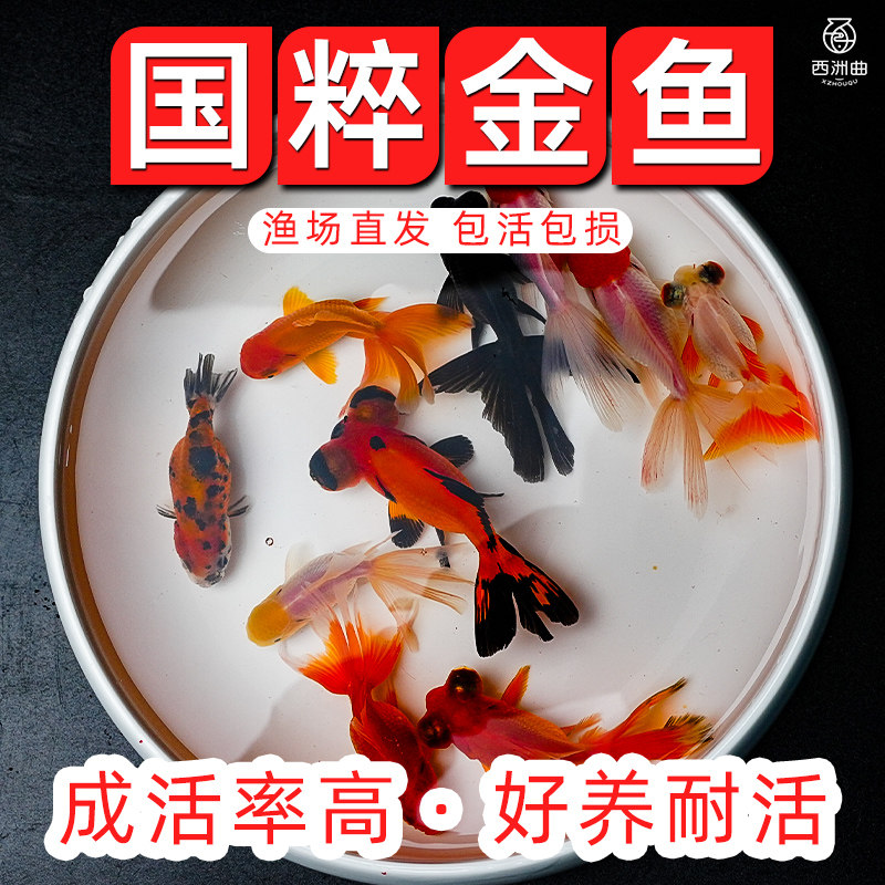 速发活鱼好赏鱼小活小型淡水观养冷水鱼鱼苗新手包兰寿锦鲤