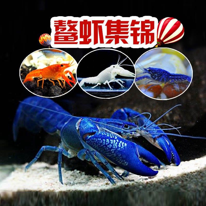 速发观赏虾螺淡水米虾鳌虾小龙虾虾螯虾观赏螺鱼缸除藻清洁吃粪便