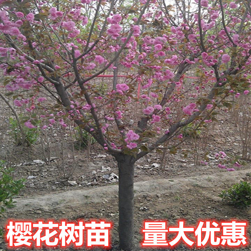 新品樱花树苗南方种植庭院嫁接绿