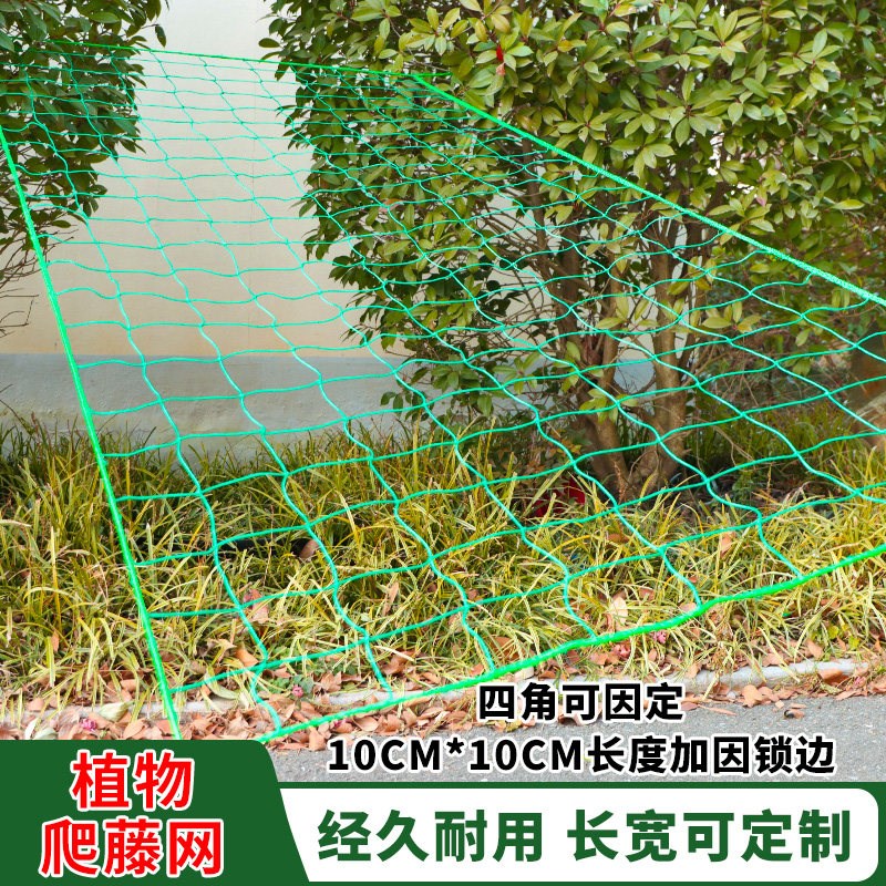 速发植物爬藤网攀援网园艺搭架网瓜果丝瓜苦瓜月季藤蔓花卉攀爬种