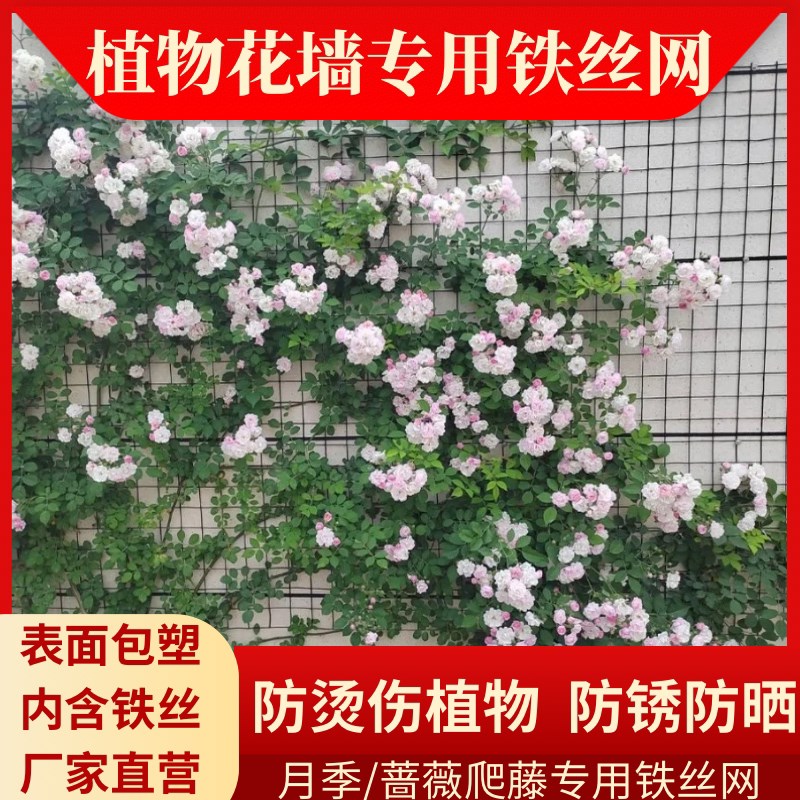 速发月季爬藤网防锈铁丝网户外庭院蔷薇爬架网植物固定牵引架壁挂