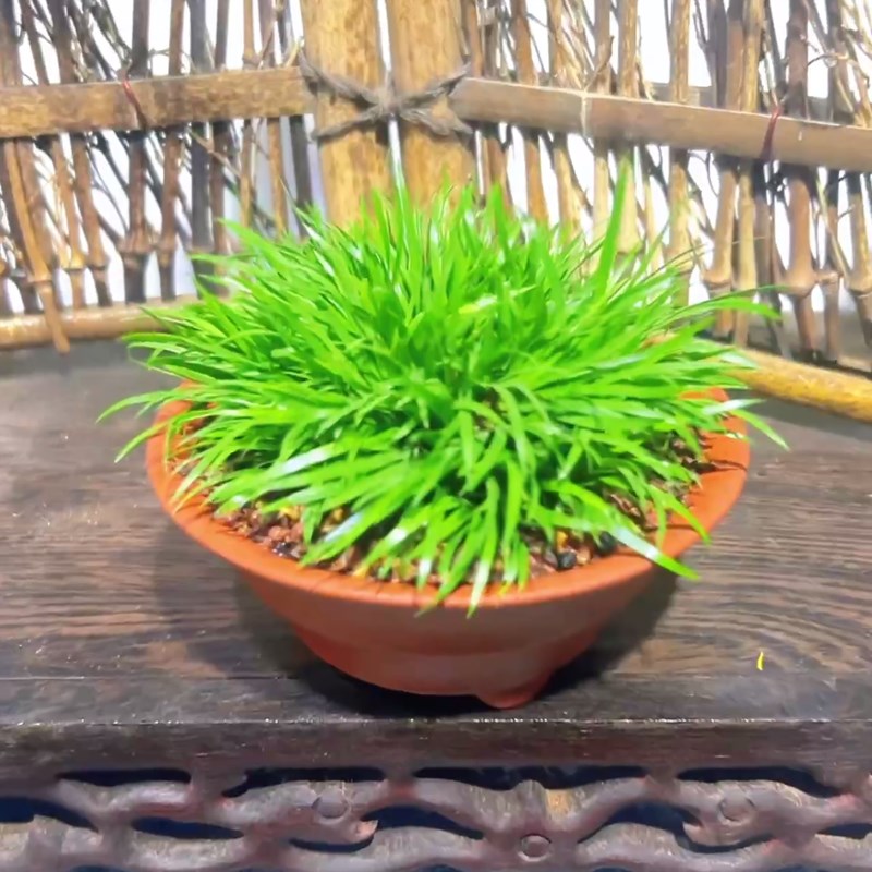 速发手捏紫砂盆金钱菖蒲南通金钱菖蒲绿植小盆栽室内书房南通本地