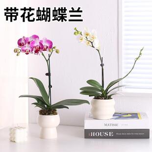 速发蝴蝶兰室苗盆栽带花发货苗花大兰花内客厅桌面植物花卉四季好