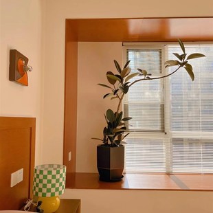 速发黑金刚室栽外大型盆内室内客厅除养醛好甲绿植树净化空气