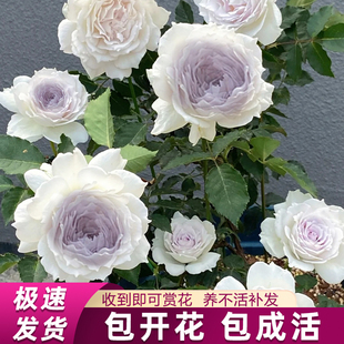 速发加百列大天使月季花大苗浓香四季开花台物卉绿植花盆栽蔷薇玫