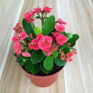 速发花刺梅盆栽大叶卉虎红色黄色虎刺梅花苗盆栽铁海棠花大室内四