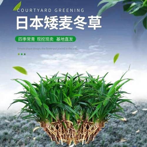 速发矮麦冬草苗耐寒别墅带院冬林绿化草坪植物庭土麦园草苗玉龙草