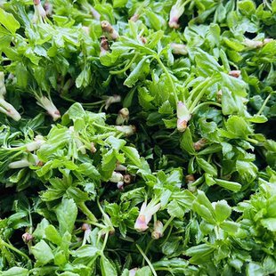 【甘肃五叶菜】新鲜嫩芽五捉天刺五加时令野菜农村现摘加冰袋保鲜