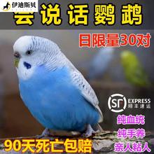 现货速发鸟类活鸟虎皮鹦鹉会说话的真手养儿童幼体物观赏
