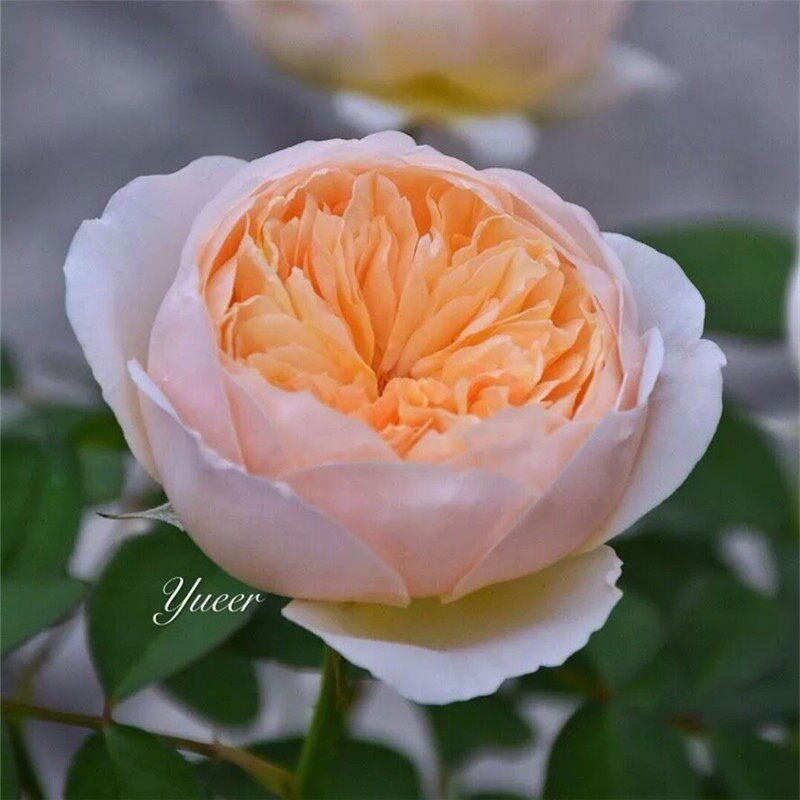 速发果汁台月季盆栽带花苞玫瑰花苗台庭院花卉月季花带土发货