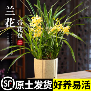 速发兰花苗四季建兰大凤素室内办公室绿植盆开浓花型当年栽香好养